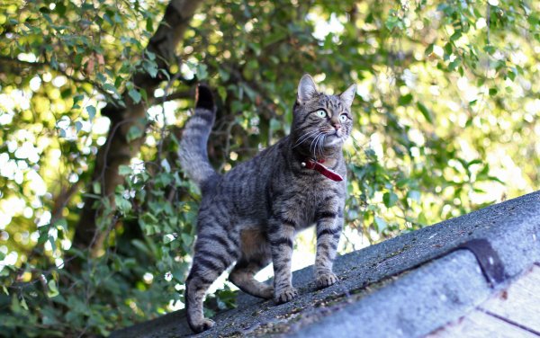 Kot-krysha-vzglyad-udivlenie