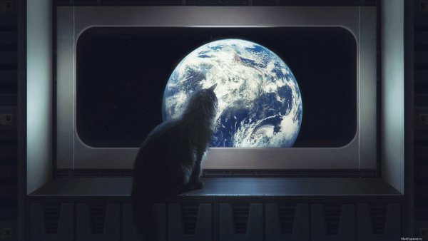 Котэ обои ПК