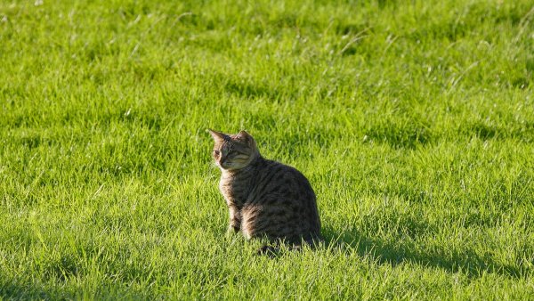 file_68657755
