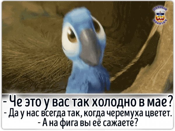 Черёмуха