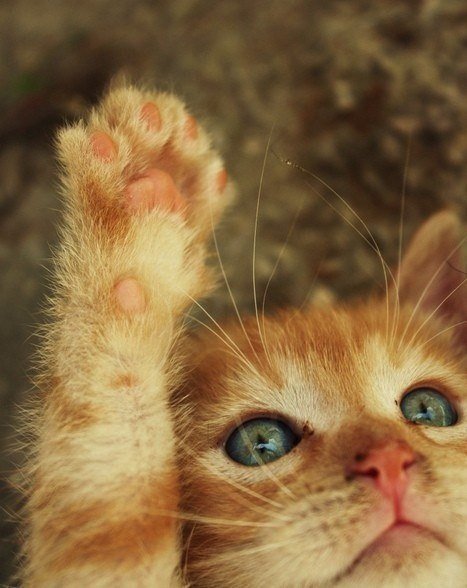 Тянет лапку