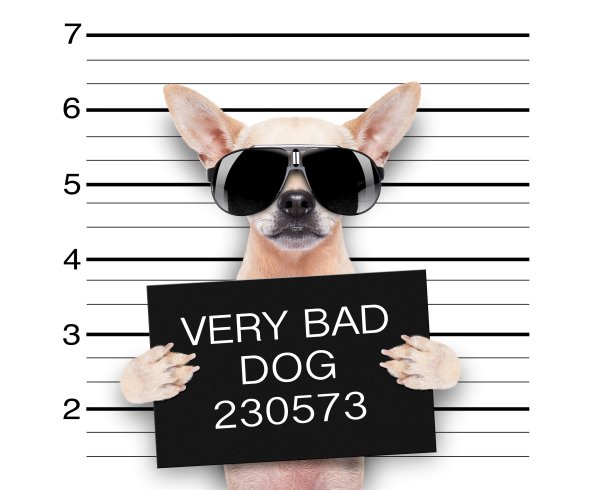 Creative Dogs Funny Chihuahua Glasses English