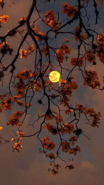 ahaa Nature211004002