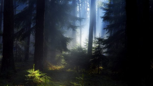 Природа обои ПК