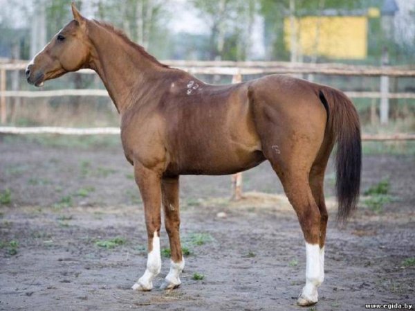 Фредериксборг