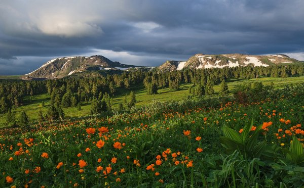 Altai-priroda-gory-derevia-tsvety