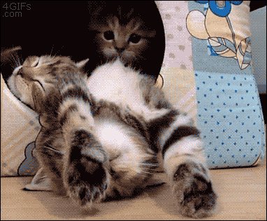 кошачьи 006106