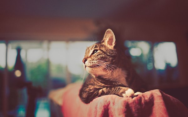 Кот