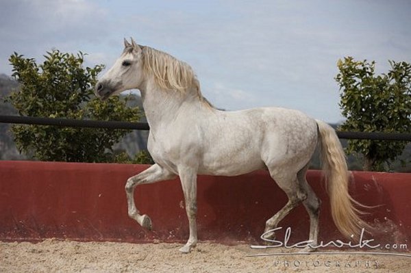 Чистокровная испанская порода (3)