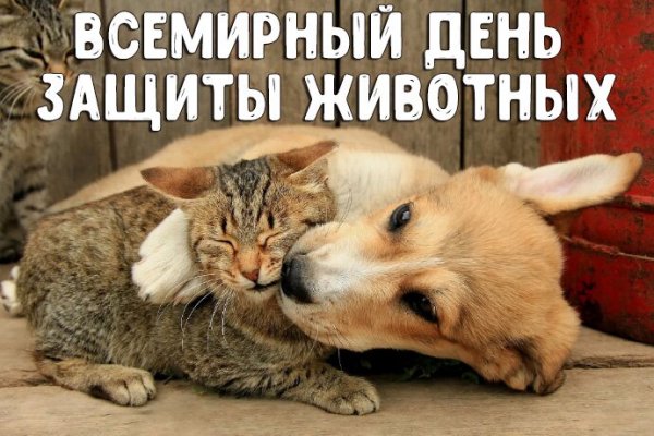 Открытка всемирный день защиты животных