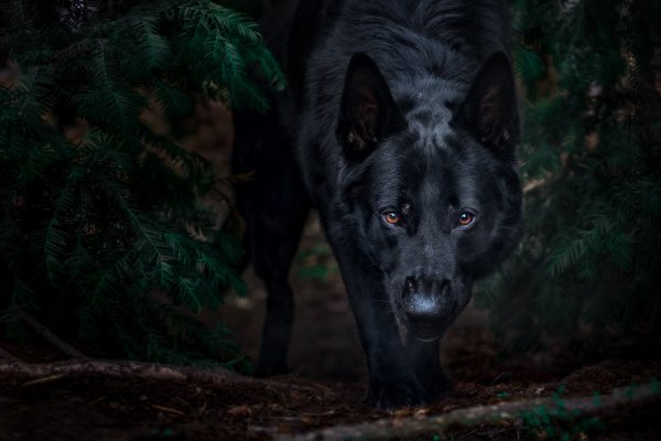 Les-ovcharka-chernyi