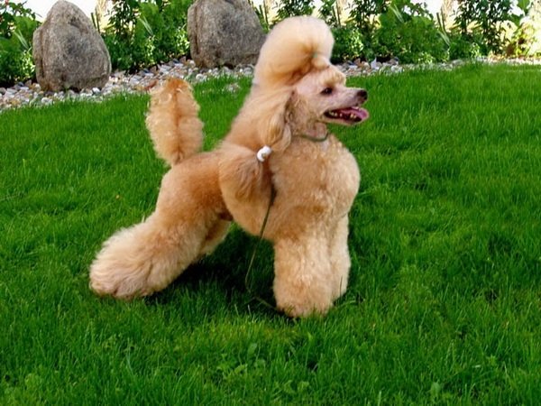 Миниатюрный пудель