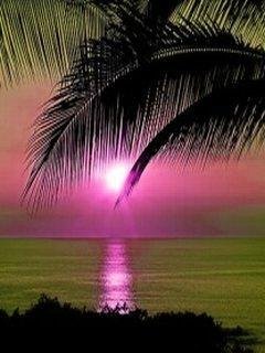 Tropic sun
