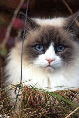 file_78536912