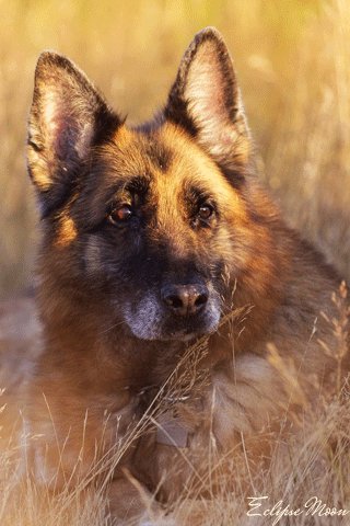 German-Shepherd