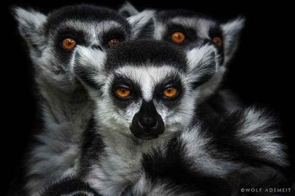 Лемуры