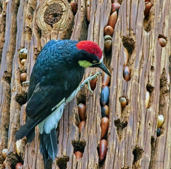 Желудёвый дятел и его запасы