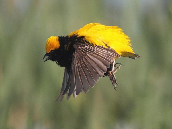 Огненный бархатный ткач