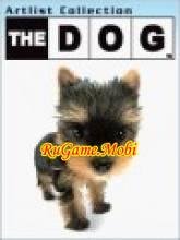 The Dog Yorkie