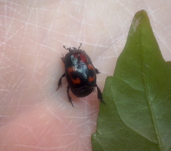 Что это за жук?