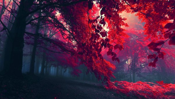 Wallpapers 6425