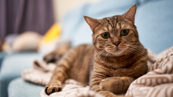 Kot-koshka-seryi-polosatyi-lezhit-divan-pled-vzgliad-mordash