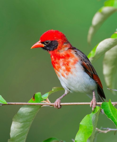 КРАСНОКРЫЛЫЙ МАЛИМБУС