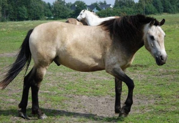 Эстонская лошадь