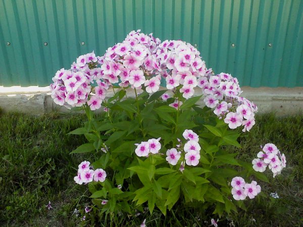DSC00369