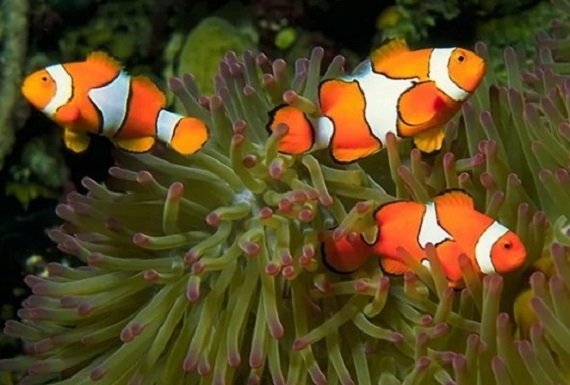 Рыба клоун (14)