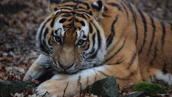 amurskii-tigr-vzgliad-morda-sherst