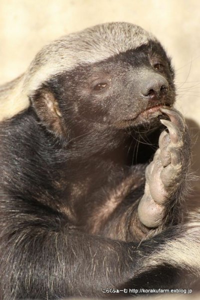 0dde4521efe98d2dc405e45c131c9583