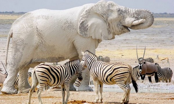 Белый слон. (3)