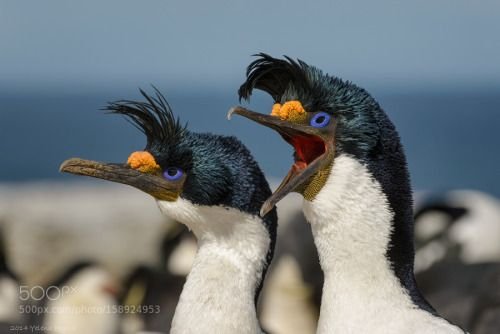 Бакланы голубоглазые