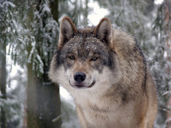 beautiful-grey-wolf p