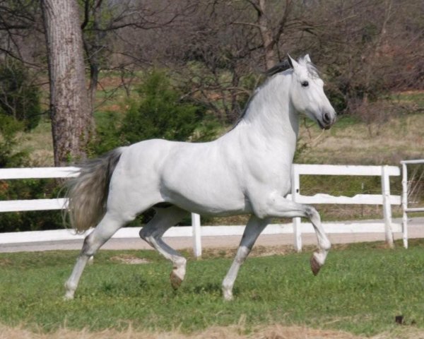 Лошадь Липпицианская
