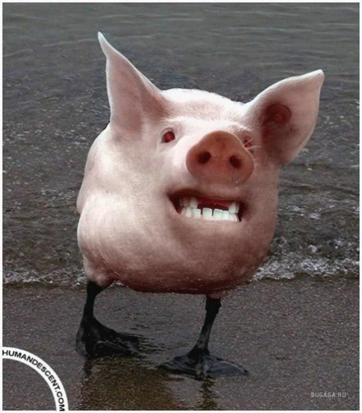 Ross - Похищение Идунн