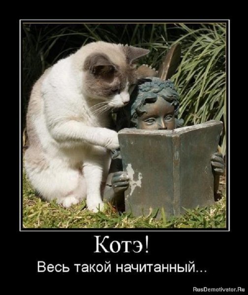 Котэ такой начитанный