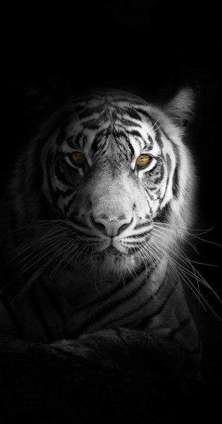 Image 297170 1658592812
