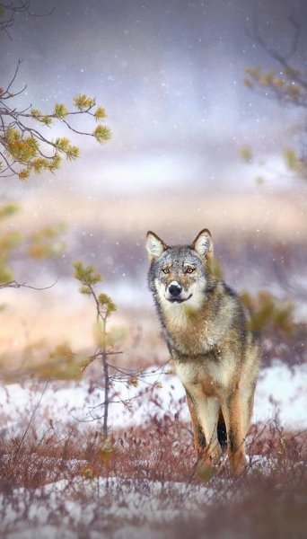 file_96569431
