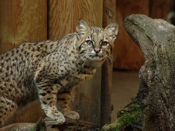 Кошка Жоффруа