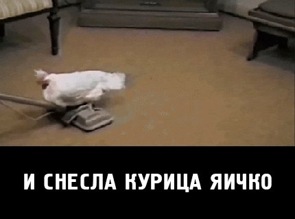 Экстремальная несушка