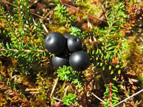 Шикша сибирская (Empetrum sibiricum V. Vassil.)