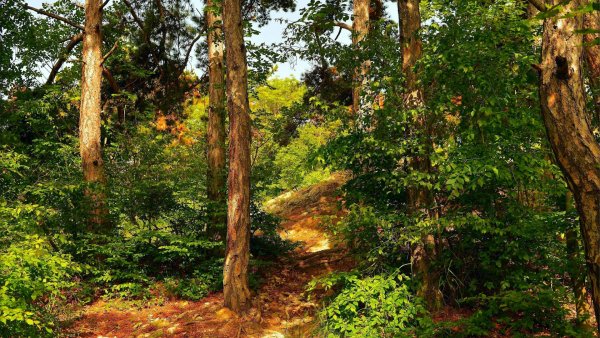 nature-forest-trees-priroda-les-tropinka-derevia