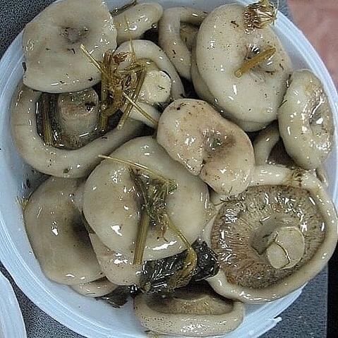 Грузди солёные по-алтайски