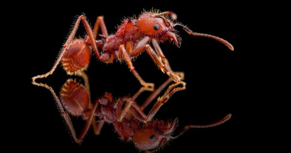 Кристаллический муравей