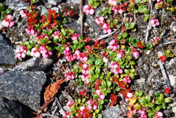 Брусника малая (Vaccinium minus) (цветущая)