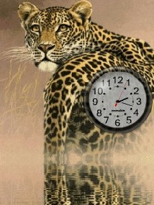 Animan