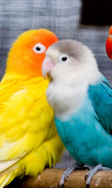 wallpaper 480x800 16 10