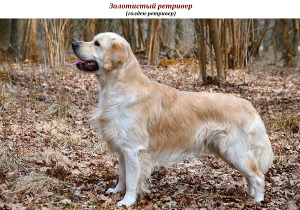 Золотистый ретривер (голден-ретривер)